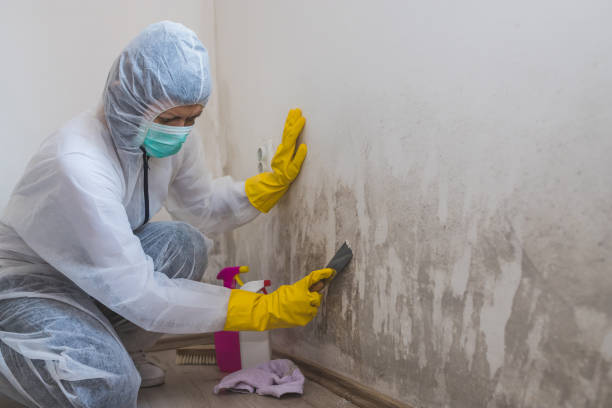 Best Mold Remediation  in Villas, FL
