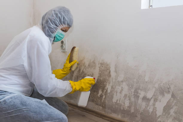 Best Home Mold Removal  in Villas, FL
