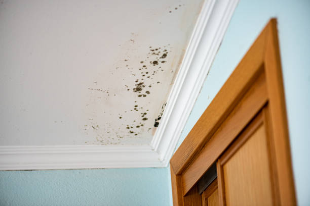 Best Crawl Space Mold Removal  in Villas, FL