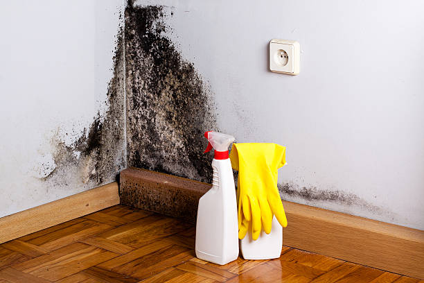 Best Mold Removal Process  in Villas, FL