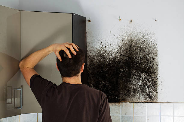 Home Mold Removal in Villas, FL