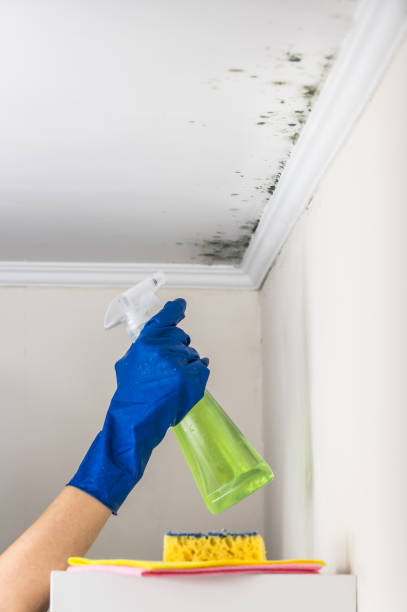 Best Certified Mold Removal  in Villas, FL