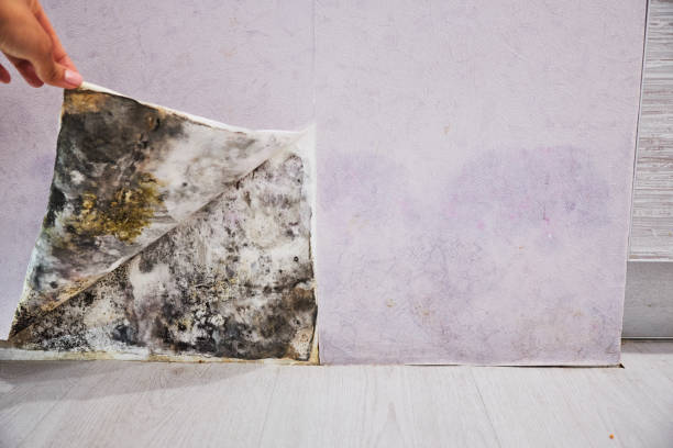 Best Professional Mold Removal  in Villas, FL